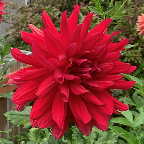 Big Dahlias Large And Giant Dahlia Tubers For Sale