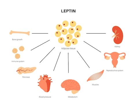 Premium Vector Leptin Diagram Human Appetite Hormone Connection