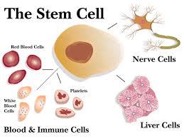 Stem Cell Therapy Apakah Teori Pembaharuan Sel Stem Dewasa