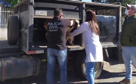 Ação conjunta resgata animais vítimas de maus tratos em São José dos