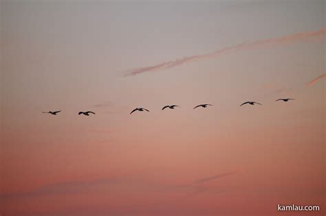 Snow Geese Migration Season – kamlau.com