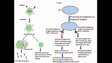 Humoral Immunity