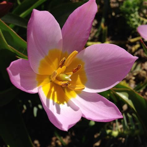 X Wallpaper Pink And Yellow Petaled Flower Peakpx