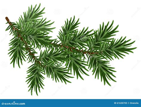 Fur Tree Branch Green Fluffy Pine Branch Stock Vector Image 61630705