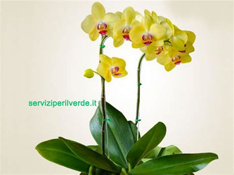 Coltivazione Dell Orchidea Gialla Phalaenopsis Tutto Quello Che C