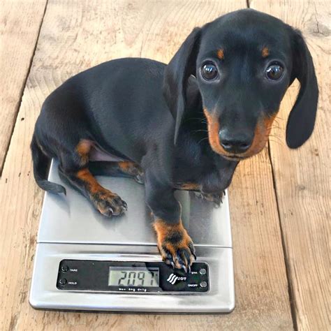 Loulouminidachshund On Twitter Baby Dachshund Cute Little Puppies