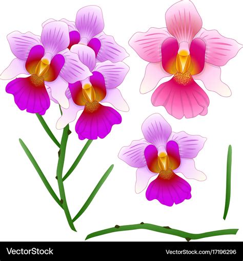 Vanda miss joaquim orchid singapore national Vector Image