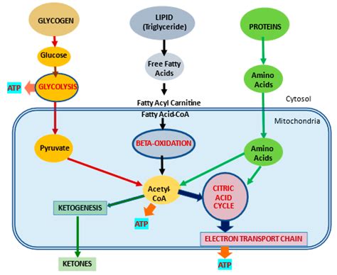 L Carnitine In Mitochondria Encyclopedia Mdpi