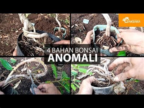 Bahan Bonsai Aneh Ganti Media Tanam Taksaka Bonsai Youtube