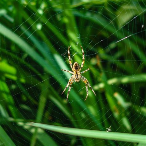 Spider Extermination And Removal Jersey Shore Potter Pest