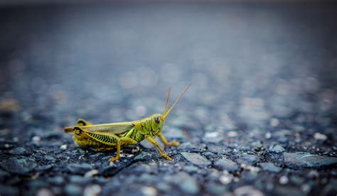 Grasshopper Invasion Storm Of Grasshoppers Take Over Las Vegas Strip Outdoorhub