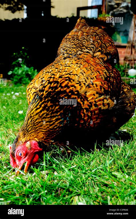 A Female Gold Laced Wyandotte Bantam Feeding On A Lawn Stock Photo Alamy