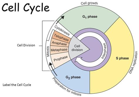 Cell Cycle Flashcards Quizlet