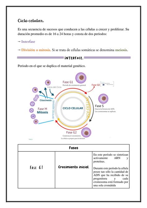 SOLUTION Cuadro Comparativo Mitosis Y Meiosis Studypool