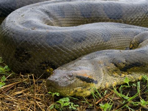 Largest anaconda on record - hunanax