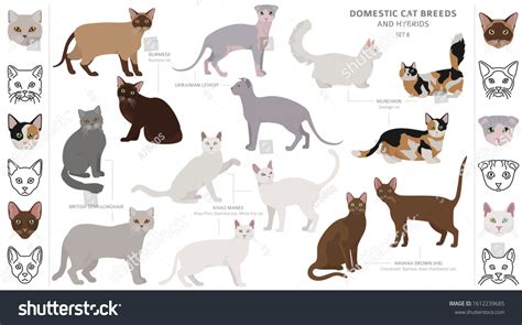 Domestic Cat Breeds Hybrids Collection Isolated Stock Vector Royalty