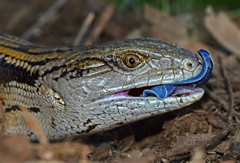 Tiliqua Scincoides Eastern Blue Tongued Lizard In Australi Alexandre Roux Flickr