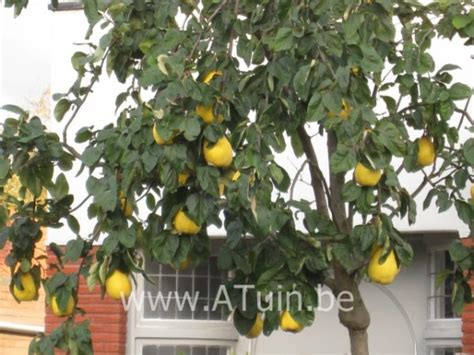 Fruitbomen En Planten Online Kopen Met GroeiGarantie En Gratis Levering