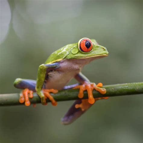 Rana De Ojos Rojos Agalychnis Callidryas Hermoso Colorido De Los