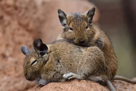 Do Degus Make Good Pets? | Critters Aplenty