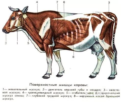 Cow Skeleton Anatomy And Structure Diagram Names Of Bones And Systems