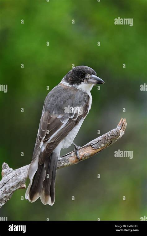Australian Backyard Birds Hi Res Stock Photography And Images Alamy