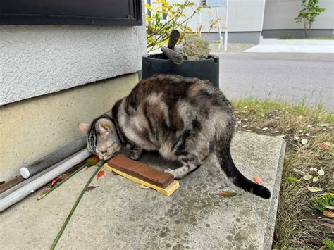 猫、白身魚のフライが大好き 猫のくるみ お世話日記