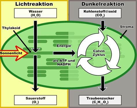 Lichtreaktion 1 Schritt Der Photosynthese Lernen Mit Serlo