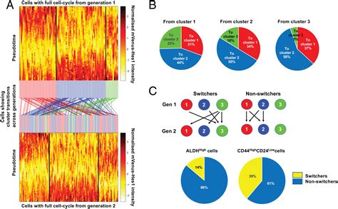 Differential Phase Register Of Hes1 Oscillations With Mitoses Underlies