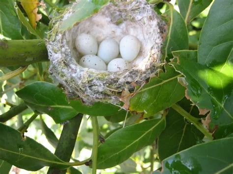 PÁjaro Canario 】características Alimentación Hábitat Y Mas