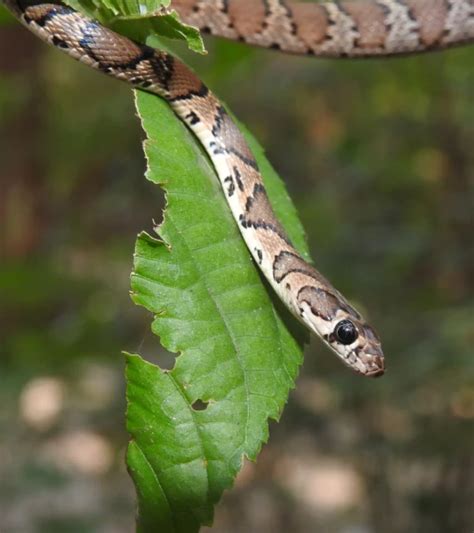 platyceps gracilis fakta fode habitat og billeder pa animaliabio
