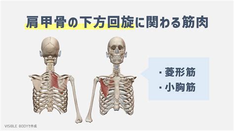 【解剖学】トレーナーが知っておくべき『肩甲骨』の構造と基礎知識｜torecon