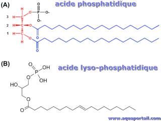 Acide phosphatidique définition et explications