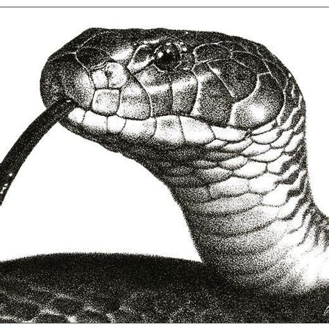 Pin By Todd Fowler On Snakes In Stippling Art Pen Art Drawings