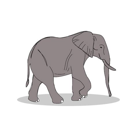 Ilustración de elefante dibujado a mano Vector Premium