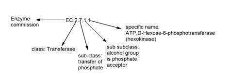 Enzymes Classification And Their Reliable Functions Chemistry Notes