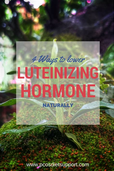 4 Ways To Lower Luteinizing Hormone Naturally Hormones Pcos