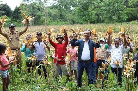 Panen Jagung Food Estate Bupati Sumba Tengah Dorong Petani Percepat