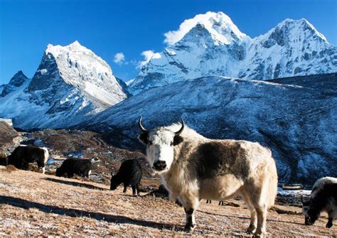 Wildlife Tour In Nepal | Nepal Tourism | Travel Viewpoint