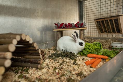 Allgemeines Tierheim OÖ Landestierschutzverein