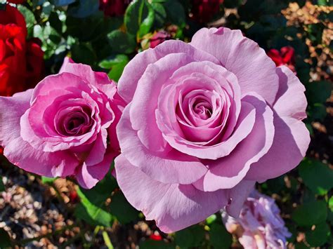 Neptune Hybrid Tea Rose Bare Rooted