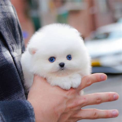 Jorro - Merle Pomeranian Male | Mini Teacup Puppies