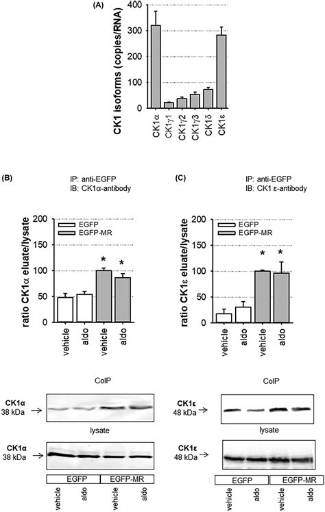 Modulation Of Transcriptional Mineralocorticoid Receptor Activity By