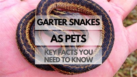 Garter Snakes as Pets: Key Facts You Need to Know - Reptiles Pets