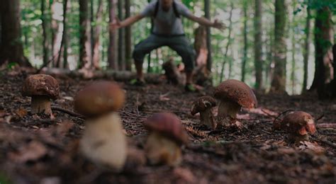 Apprenez La Chasse Aux Champignons Avec Les Chasseurs De Champignons