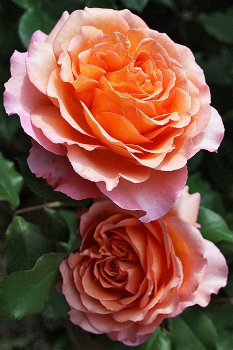 Rose Albrecht Dürer Rose ® Tan96145 Hans Jürgen Evers