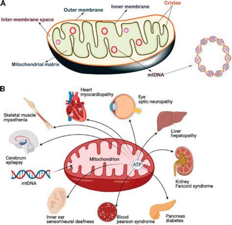 Frontiers Recent Advances In Chemical Biology Of Mitochondria Targeting