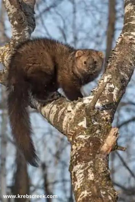 Fisher Cat Artofit