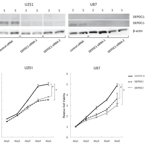 Inhibition Of Glioma Cell Proliferation By Depdc1 Downregulation A