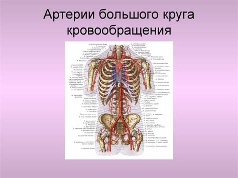 Анатомия артерий - презентация онлайн